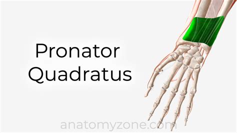 Pronator Quadratus Origin Insertion Action 3d Model Anatomyzone