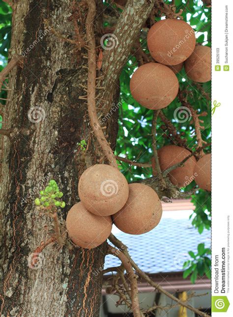 Sal Trees Cannonball Tree Stock Image Image Of Flowers 39526103
