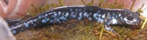 Manitoba Blue Spotted Salamander What S That Bug