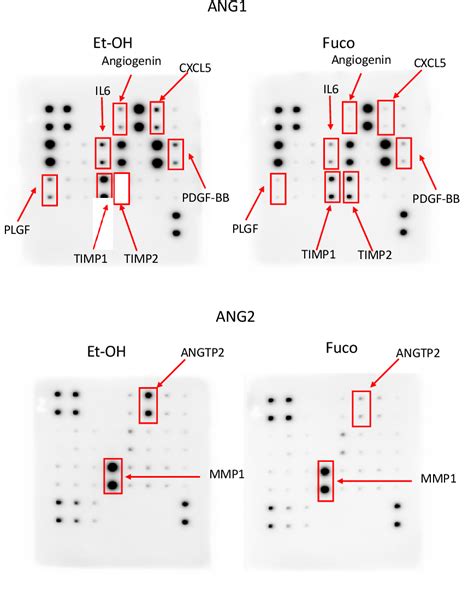 Figure From Skeletonema Marinoi Extracts And Associated Carotenoid