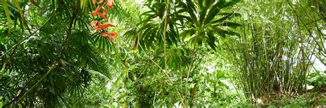Brief Garden Bentota Aluthgama And Induruwa Sri Lanka Attractions