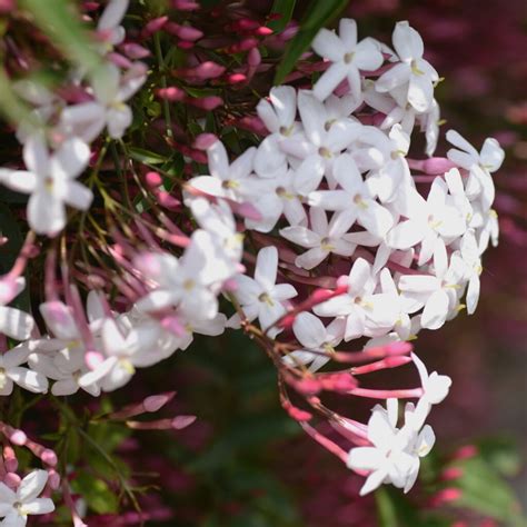 Pink Jasmine Vine Staked Alder And Oak Plants Online Plant Nursery