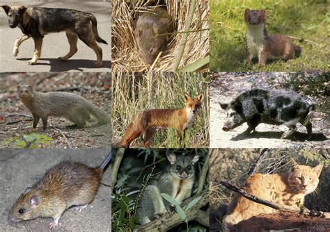 Invasive Predators Are Eating The Worlds Animals To Extinction And