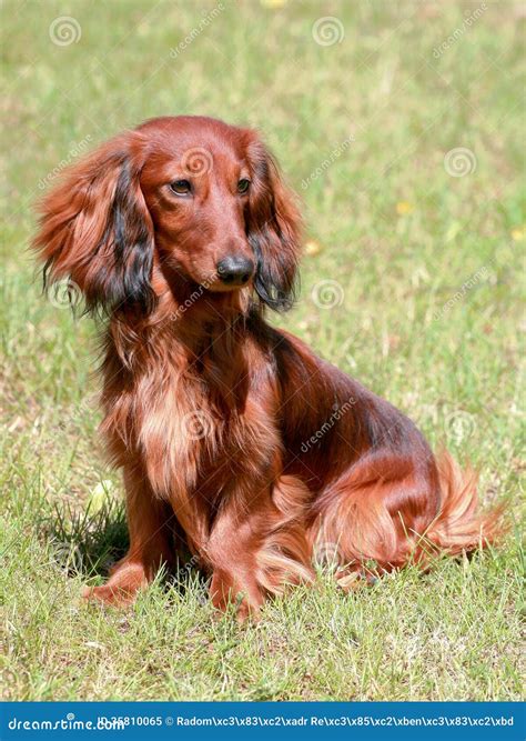 Dachshund Standard Long Haired Red Dog Royalty Free Stock Photo Image