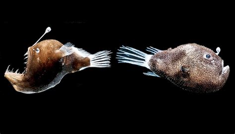 Anglerfish And Their Headlamp Bacteria Have A Crazy Relationship