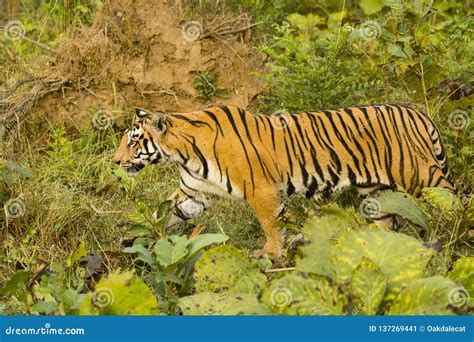Wild Bengal Tiger Walking Through Open Jungle Stock Image Image Of