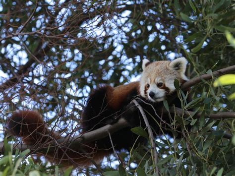 First Red Panda Arrives At Tasmania Zoo Ahead Of Captive Breeding Bid