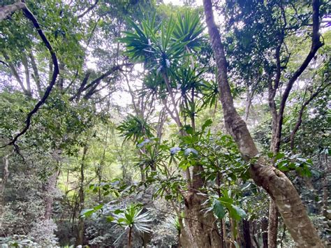 Karura Forest Nairobi Everything You Need To Know The Expat Mummy