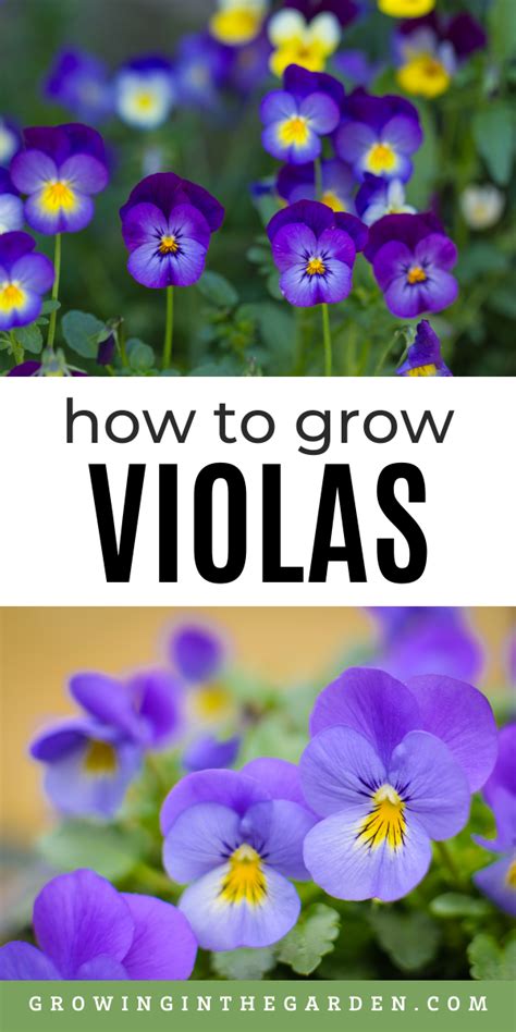 How To Grow Violas Pansies Flowers Spring Garden Flowers Flower