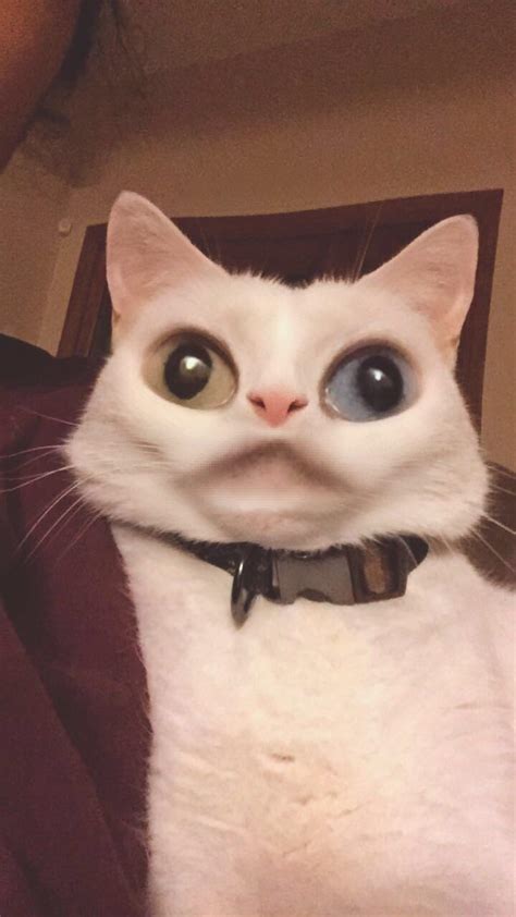 My Sister Found Out How To Snapchat Filter The Cat Rfunny