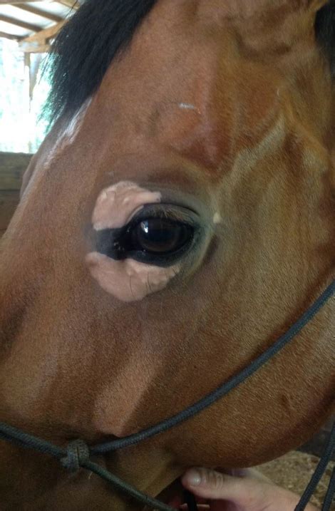 The Equine Eye What Horse Owners Should Know Horse Side Vet Guide