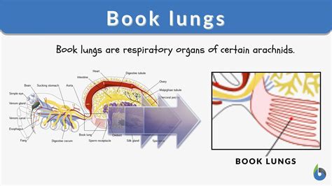 Book Lungs Definition And Examples Biology Online Dictionary