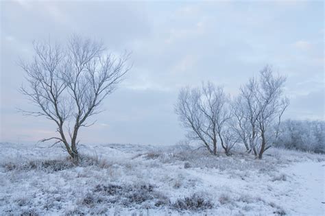 Wallpaper Snow Winter Branch Ice Cold Frost Rime Freezing