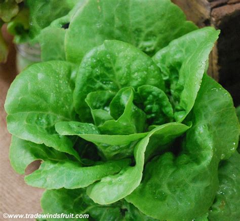 Little Gem Lettuce Seeds