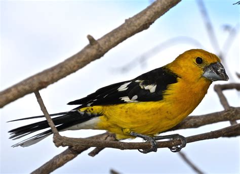 Golden Bellied Grosbeak Quito I Would Be Delighted If You Flickr
