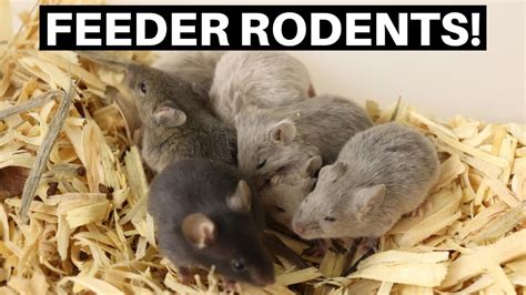 Breeding Feeder Rodents Breeding Mice And Rats For Snakes Benjamin S Exotics Housepetscare Com