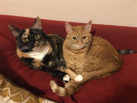 They do not have any sharp internal plastic or wires and are specially designed to ensure that they do not cause any skin irritation. Cleo and Tinker are always cuddling. : cats
