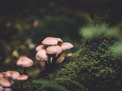 Mushroom Aesthetic Blessing Of Forest Magical