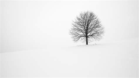 Withered Tree Surrounded With Snow During Daytime Mac Wallpaper
