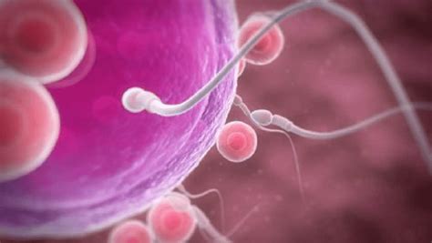 what exactly happens when sperm meets egg human n health