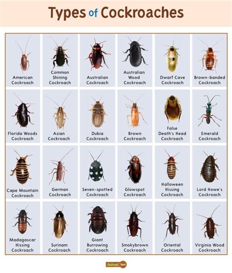 Cockroach Facts Types Diet Reproduction Classification Pictures