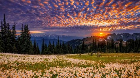 1920x1080 Beautiful Sunset Clouds Trees Sky Wildflowers Mirror