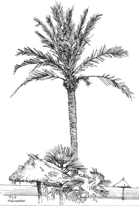 Pin By Debs Mclaughlin On Palm Trees Palm Tree Drawing Palm Tree