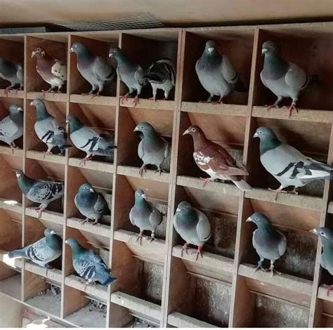 Best Racing Pigeons Racing Pigeons Pigeon Pictures Pigeons For Sale