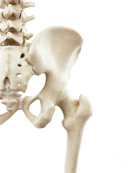Illustration Of Human Hip Bones Photograph By Sebastian Kaulitzki