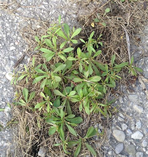Carpetweed Weed Identification Guide For Ontario Crops Ontarioca