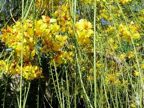 10 Seeds Jerusalem Thorn Mexican Paloverde Parkinsonia Aculeata Other