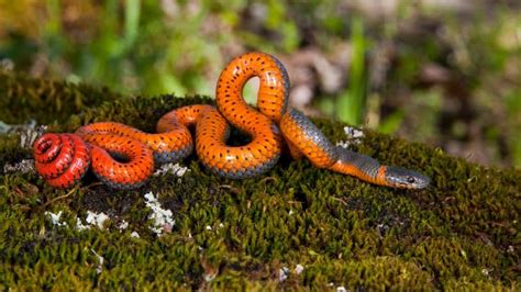 Are Ringneck Snakes Poisonous Plus Other Info You Need To Know 2022