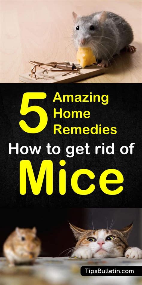 How To Get Rid Of Mice Home Remedies Sauer Mazint