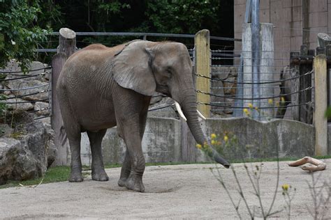 Dsc27943000 Tiergarten Schönbrunn Zoo Vienna Christoph Flickr