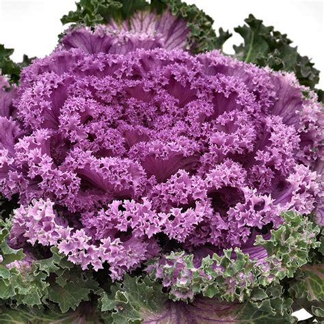 Plants Seeds And Bulbs Annual And Biennial Seeds Home Flowering Kale