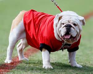 Meet Georgias Mascot Uga The Dog Who Has His Own Suv And License
