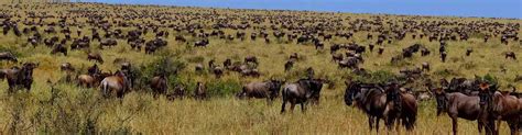 Wildebeest Migration Famous Tours And Safaris Tanzania