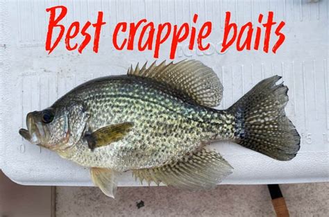 The Best Crappie Baits To Catch Slabs All Year Long Panfish Nation