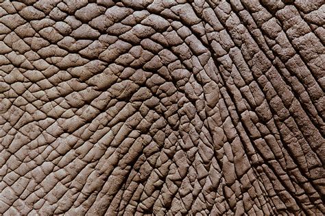 African Elephants Loxodonta Africana Skin Full Frame Photograph By
