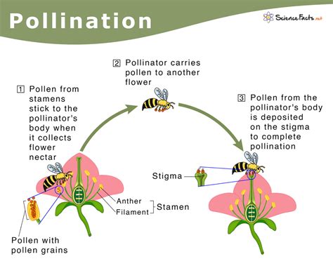 Different Types Of Pollination Processes In Plants Sample