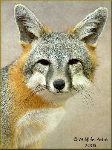 Michigan Gray Fox