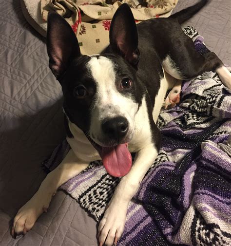 We've got all the details about these spirited with a nickname like the american gentleman, how could you not fall in love with the boston terrier? Basenji dog for Adoption in Akron, OH. ADN-553776 on ...