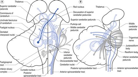 The Cerebellum And Vestibular System Neupsy Key
