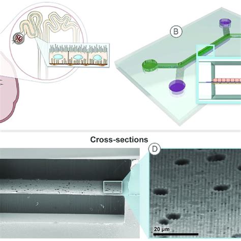 An In Vitro 3d Microfluidic Model Mimics The Reabsorptive Barrier Of