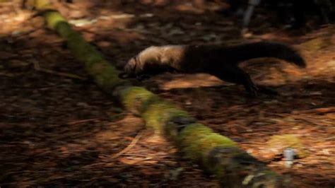 Moment Weasels Are Released Into Olympic National Park In Washington