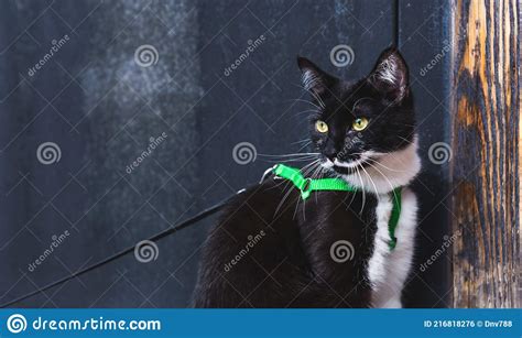 Retrato De Un Hermoso Gato Negro Con Bigote Blanco Y Ojos Amarillos