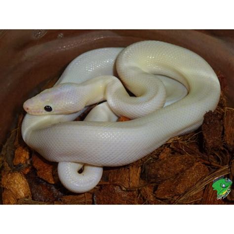 Leucistic Black Eye Colombian Rainbow Boa Cb Babies Strictly