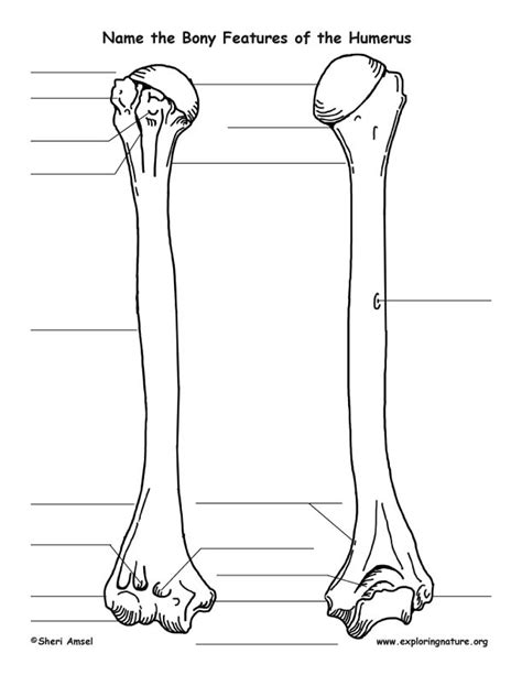 Bony Features Of The Humerus