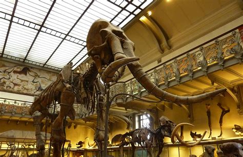 Le musée d'histoire naturelle de Paris : participez à l ...