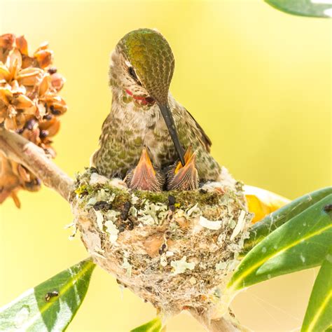 Life Inside A Hummingbird Nest Huffpost